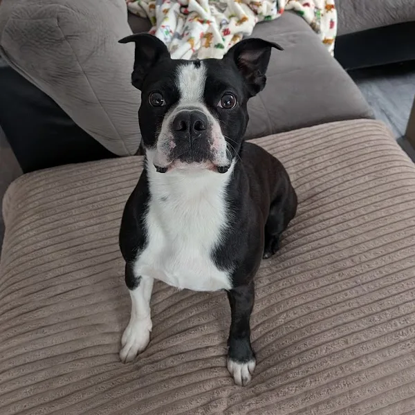 Rex, le patron du site, un Boston terrier noir et blanc assis bien droit sur un pouf, qui fixe l'objectif d'un air sérieux
