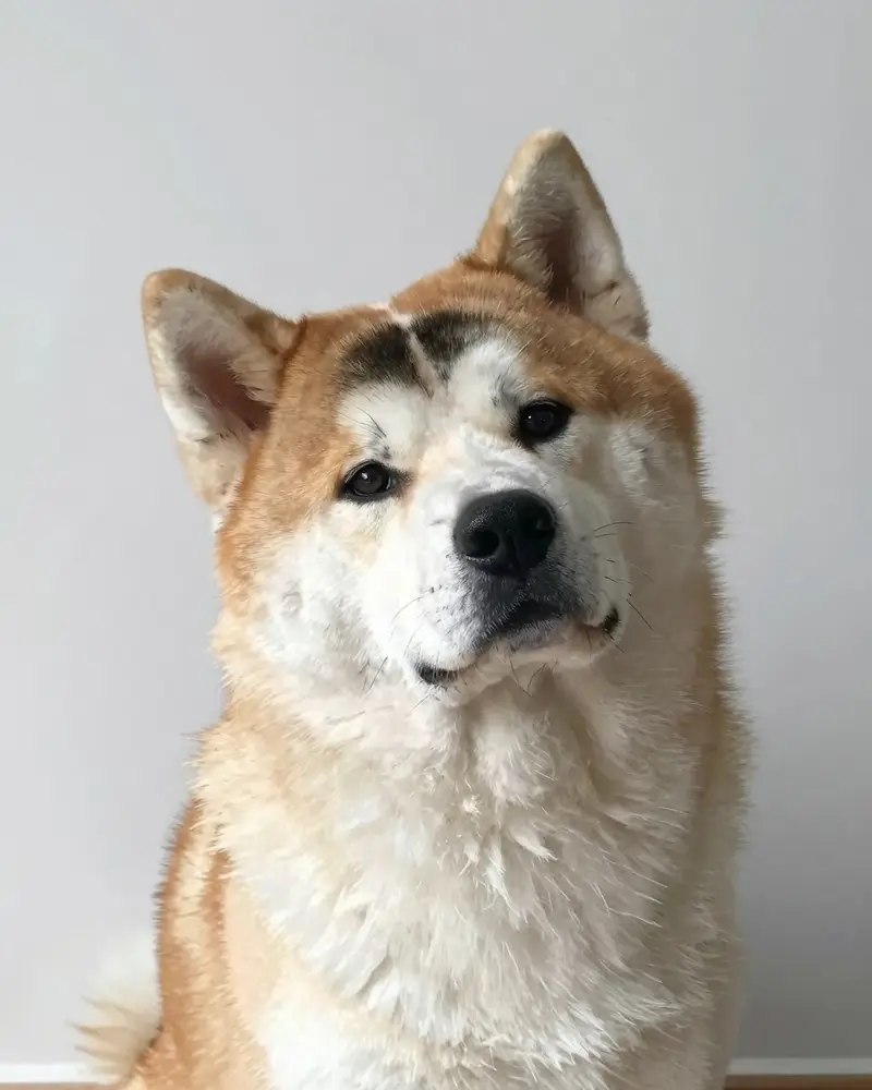 akita américain, photo 2