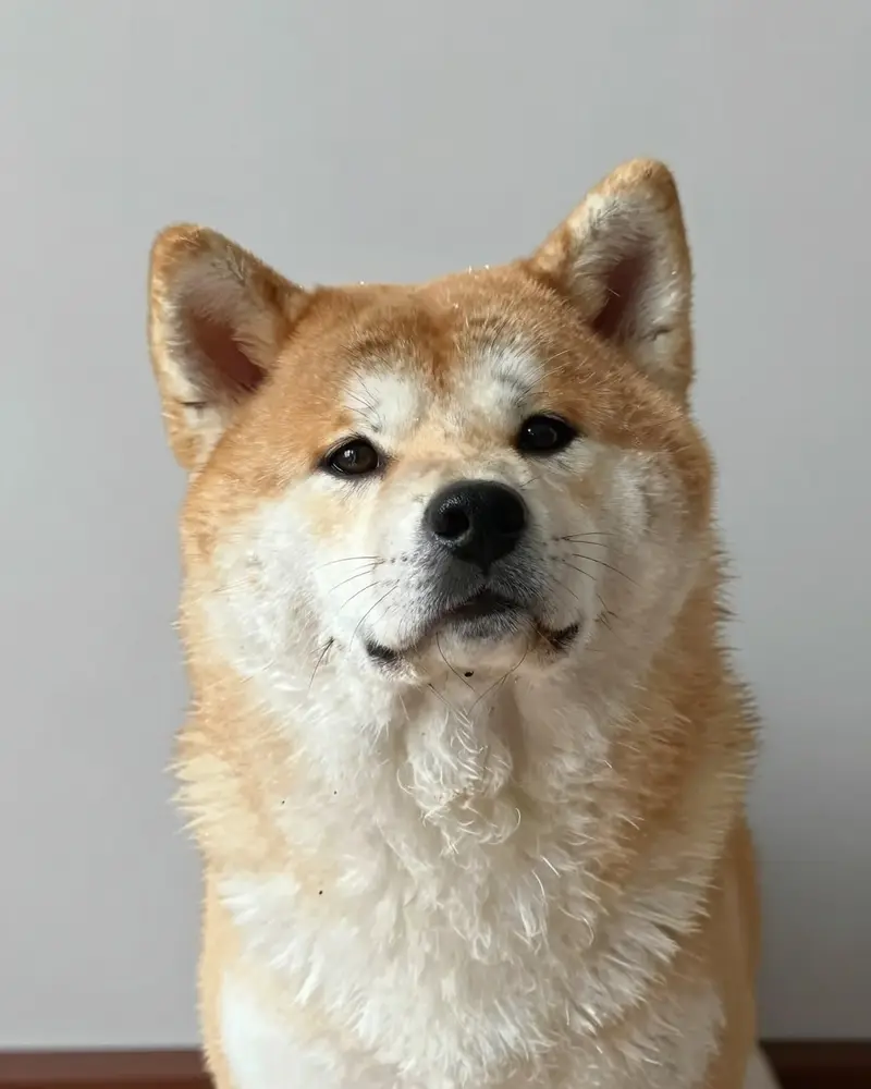 akita inu, photo 2