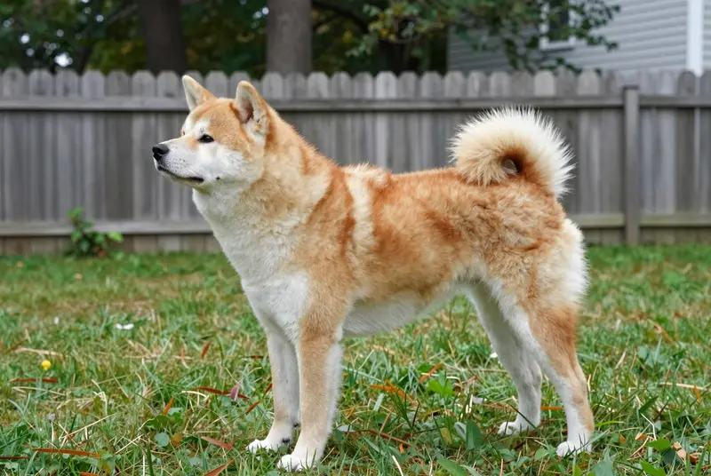 akita inu, photo 3