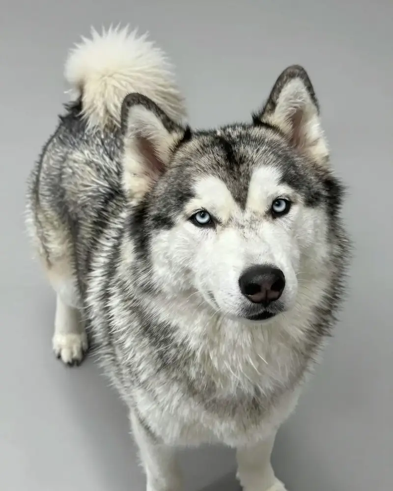 alaskan klee kai, photo 2