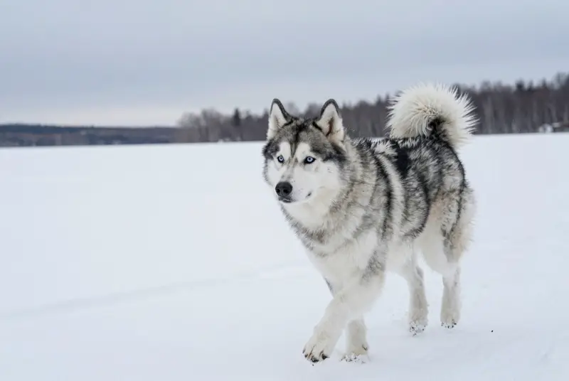 alaskan klee kai, photo 3