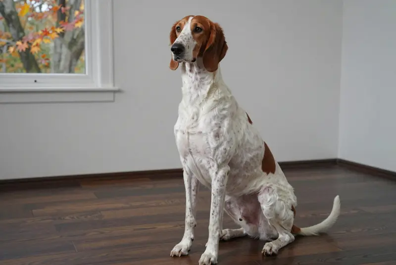 american english coonhound, photo 5