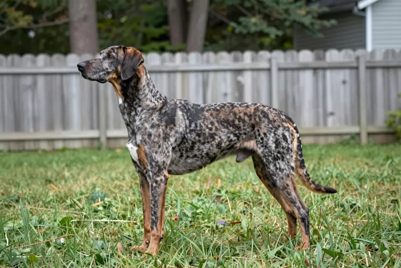 american leopard hound, photo 3