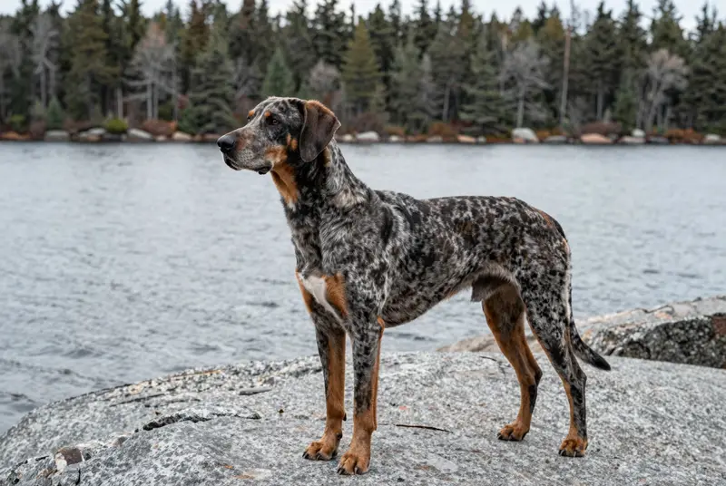 american leopard hound