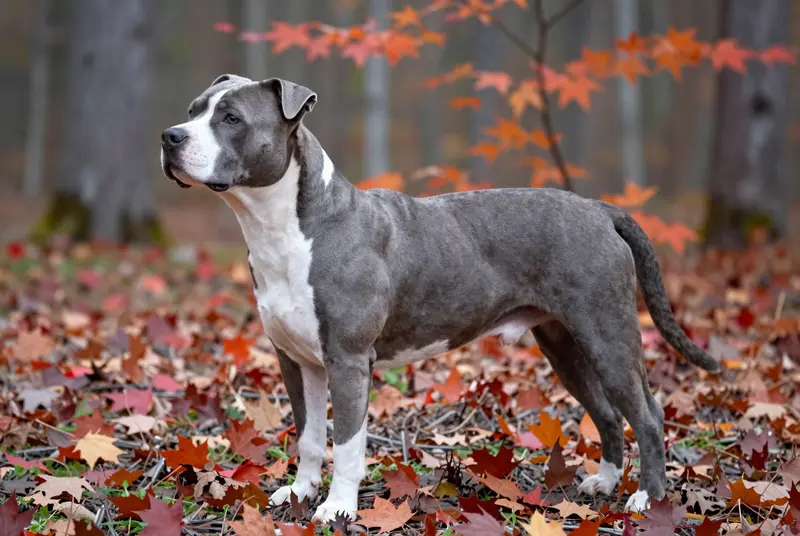 american staffordshire terrier, photo 3