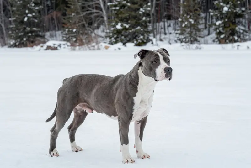 american staffordshire terrier, photo 4