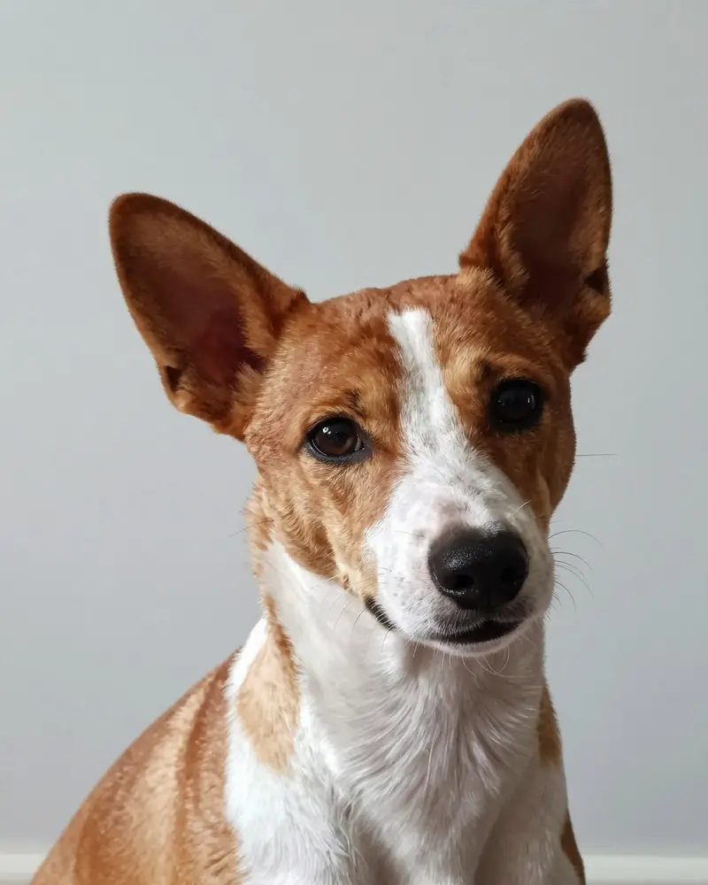 basenji, photo 2