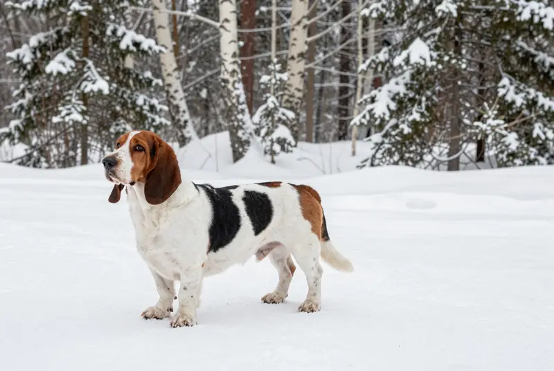 basset artésien normand, photo 3