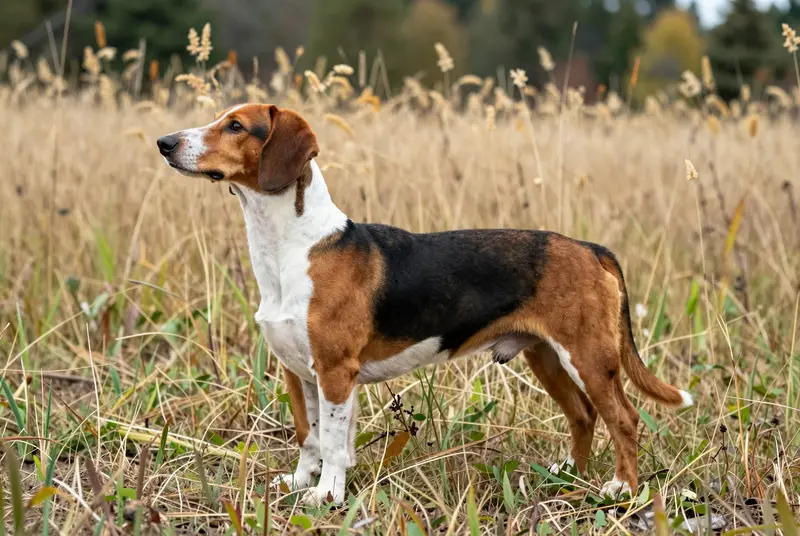 basset de Westphalie, photo 3
