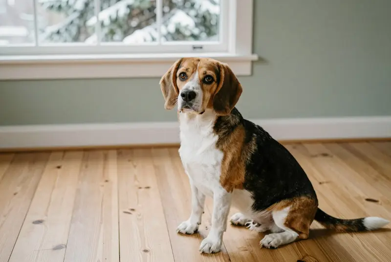 beagle, photo 5