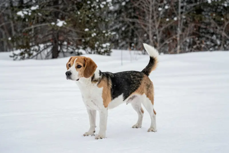 beagle-harrier, photo 4