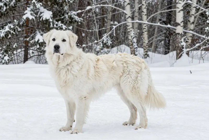 maremma sheepdog, photo 4