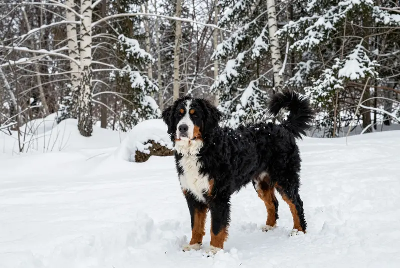 bernedoodle, photo 4