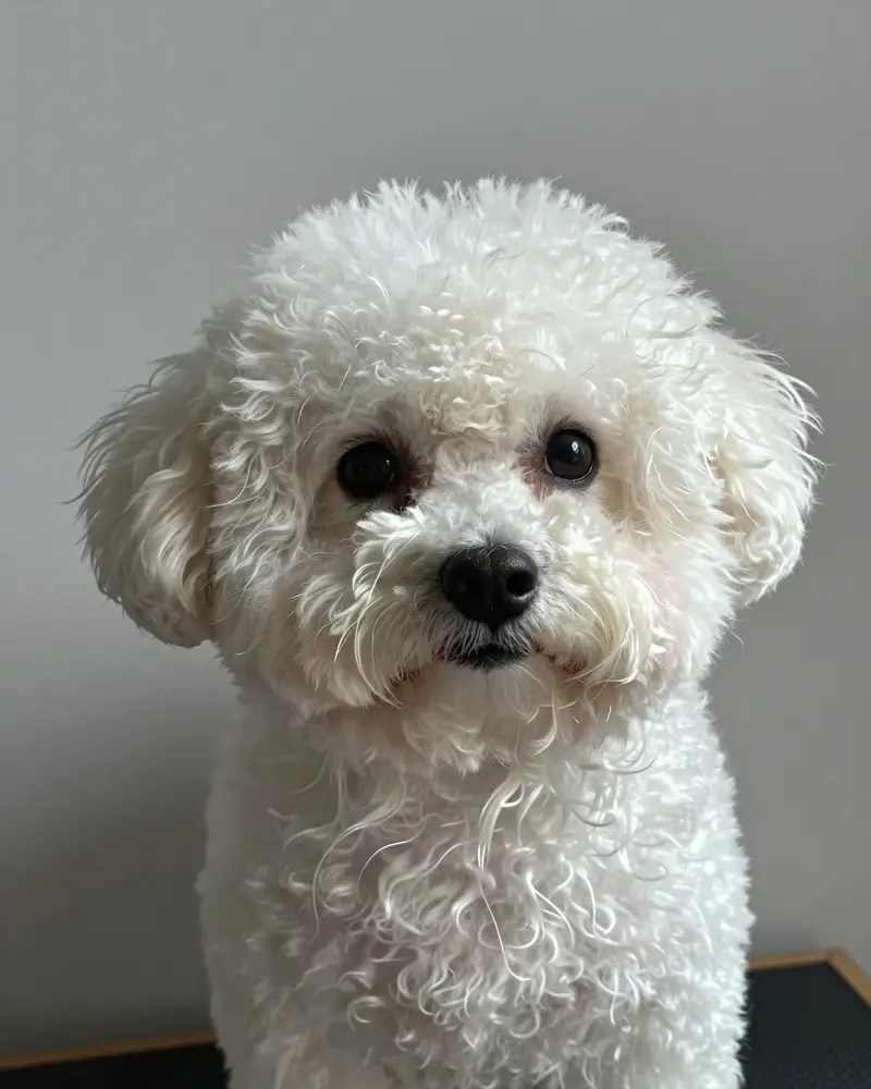 bichon bolonais, photo 2