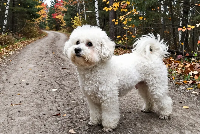 bichon bolonais