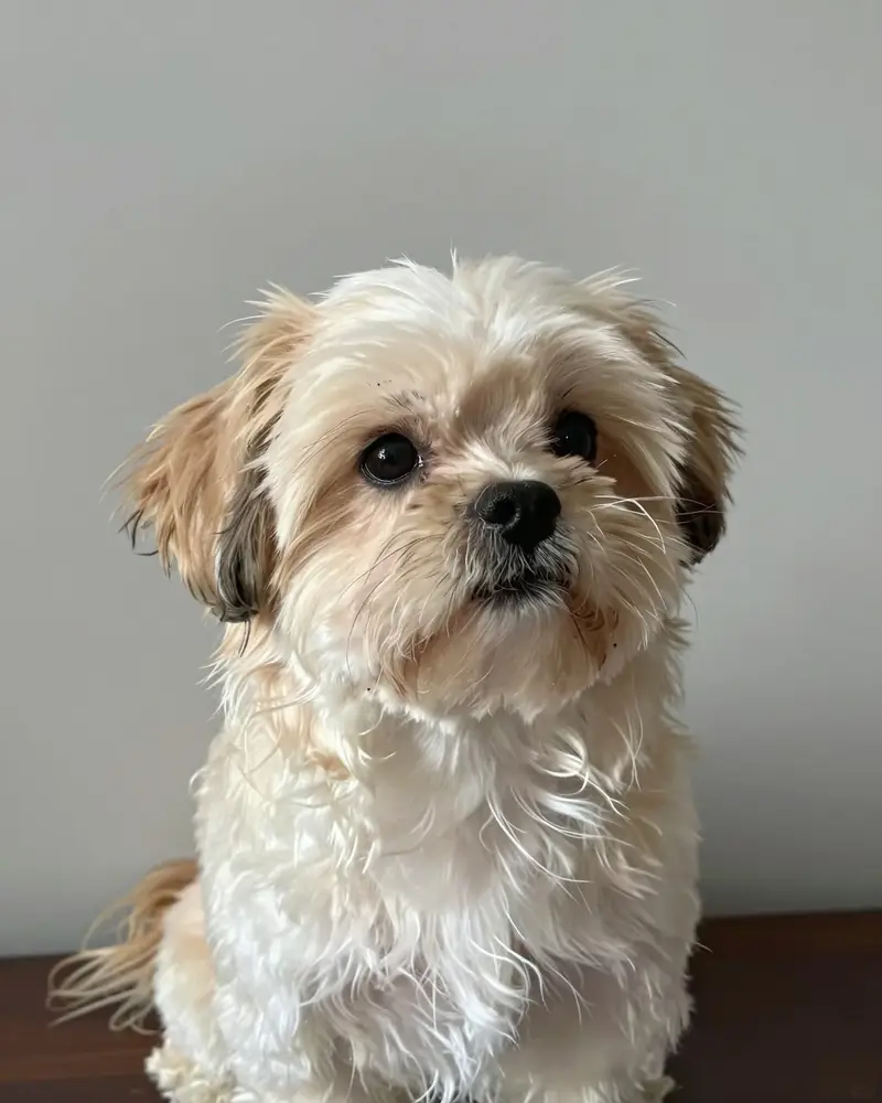 bichon havanais, photo 2