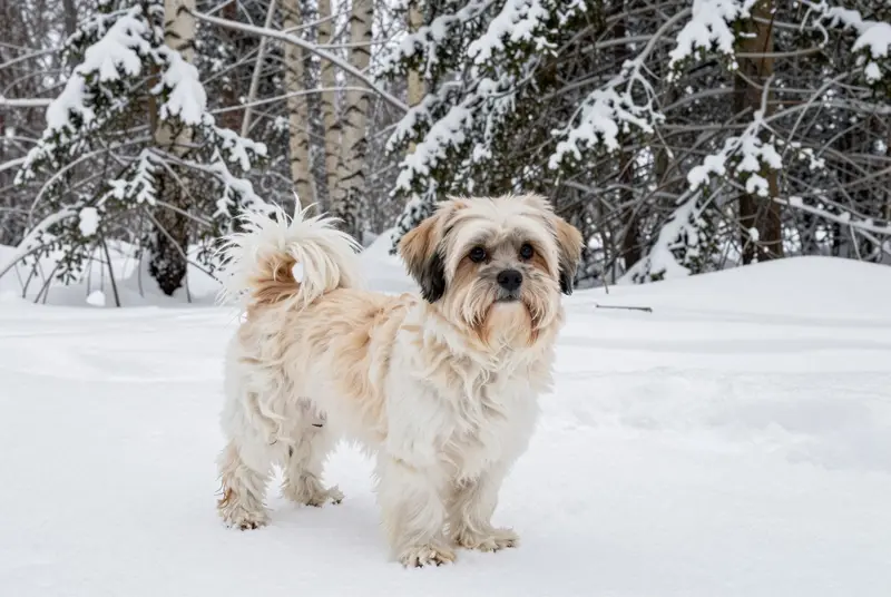 bichon havanais, photo 4