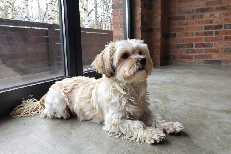 bichon havanais, photo 5