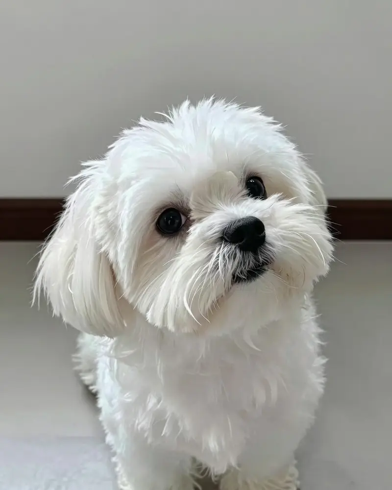bichon maltais, photo 2