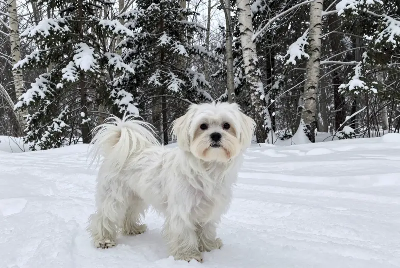bichon maltais, photo 4