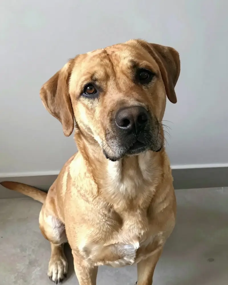 black mouth cur, photo 2