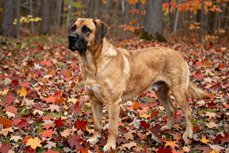 black mouth cur