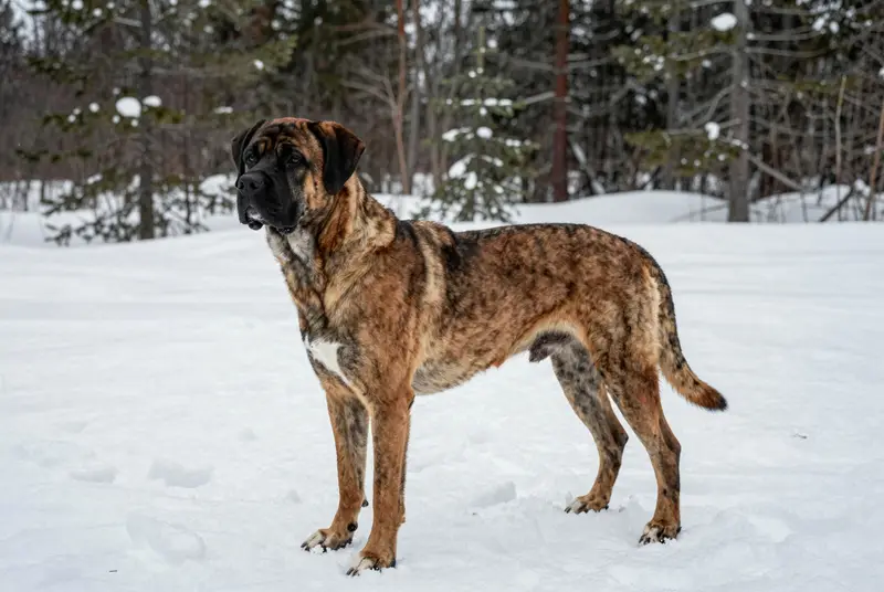boerboel, photo 4