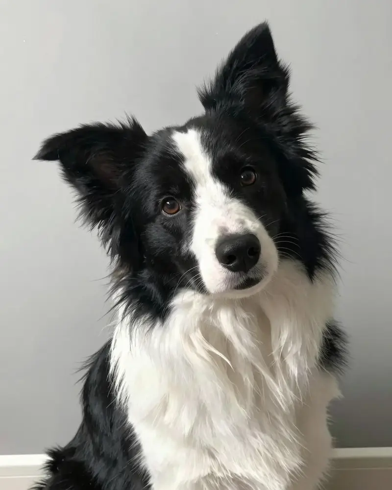 border collie, photo 2