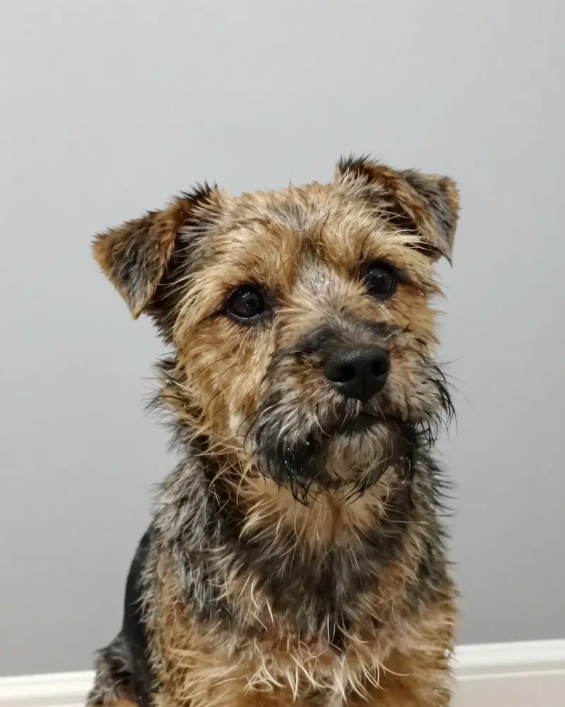 border terrier, photo 2