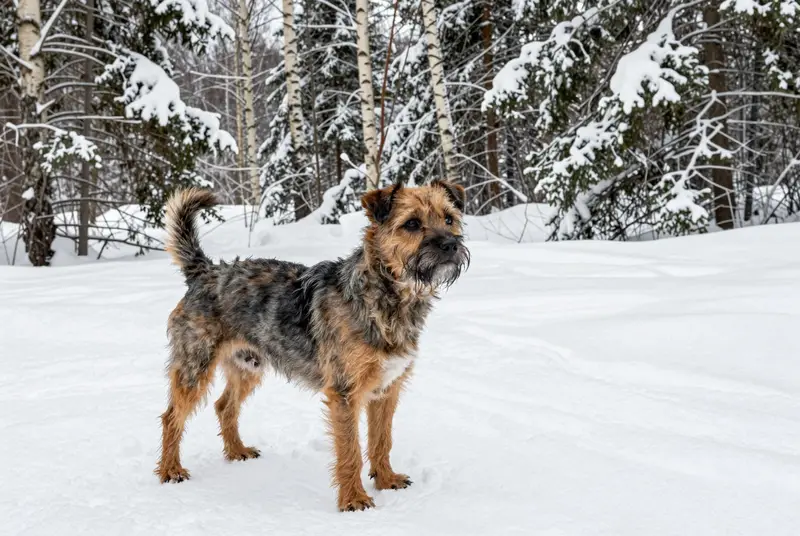 border terrier, photo 4