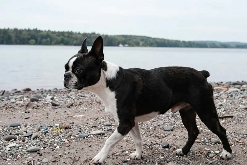 boston terrier, photo 3