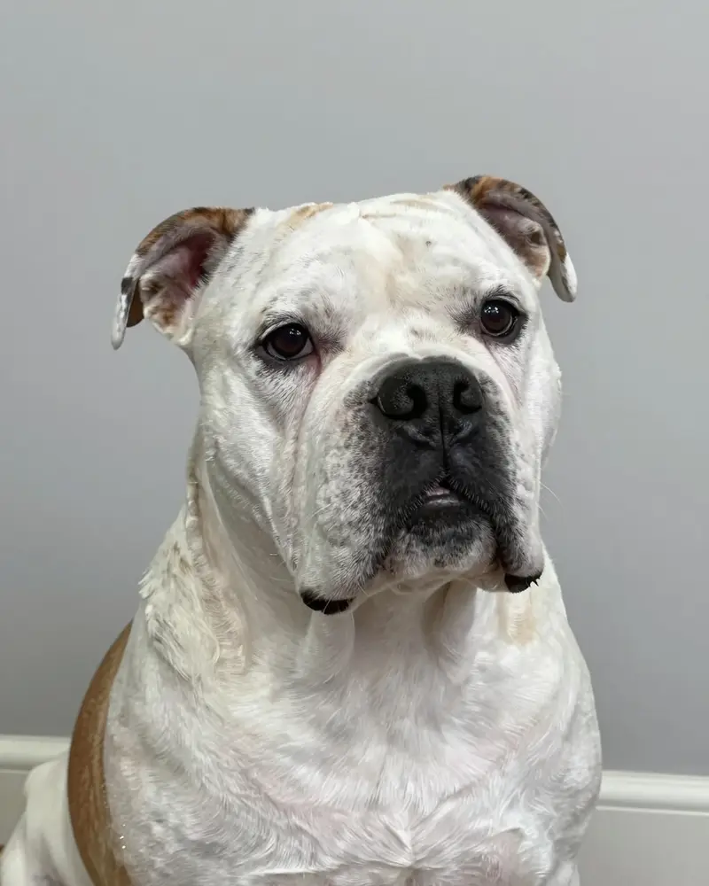bouledogue américain, photo 2