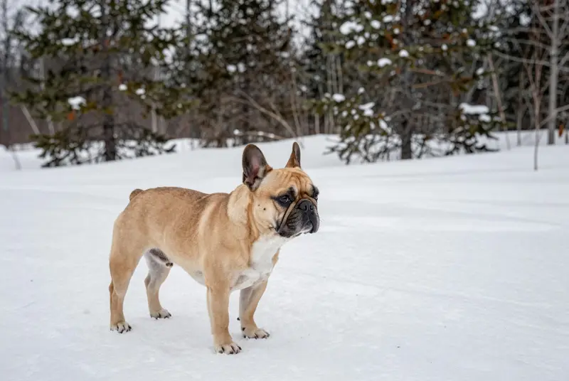 bouledogue français, photo 4