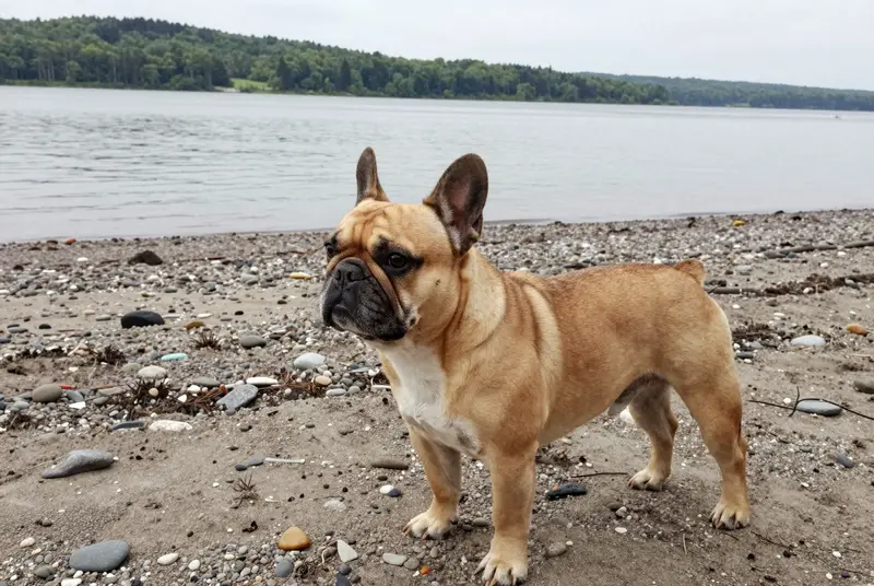 bouledogue français