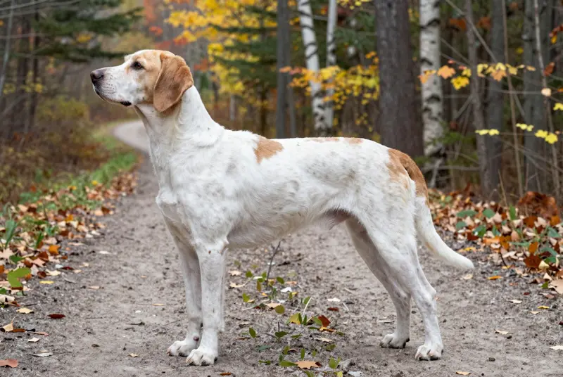braque français type Pyrénées, photo 3