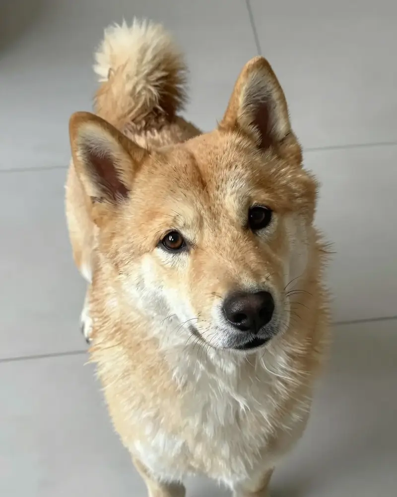 buhund norvégien, photo 2