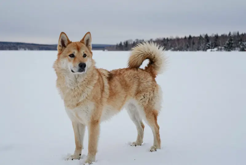buhund norvégien, photo 4