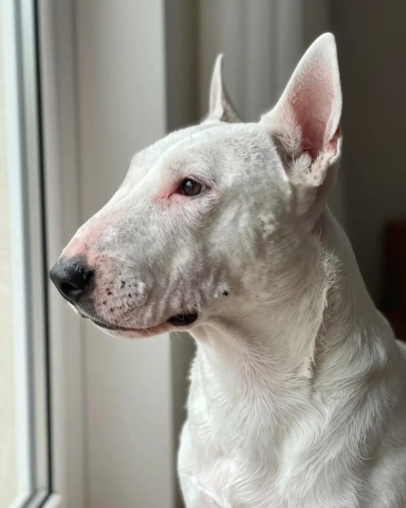 bull terrier, photo 2