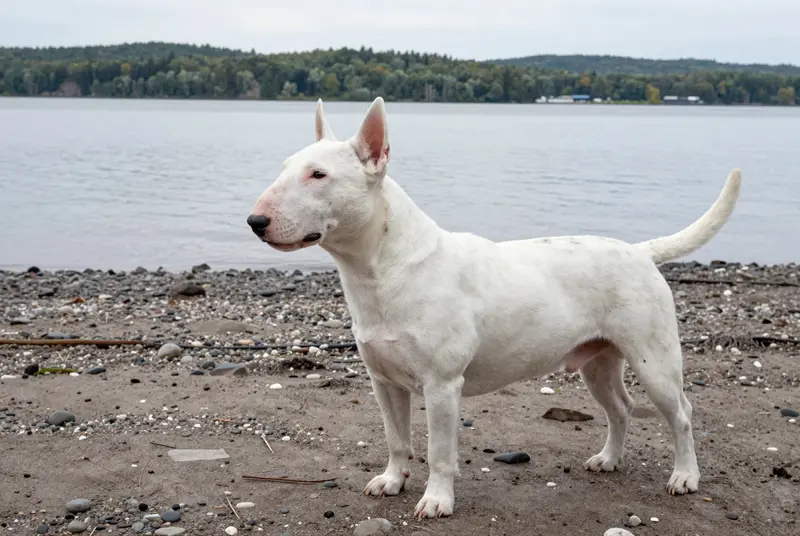 bull terrier