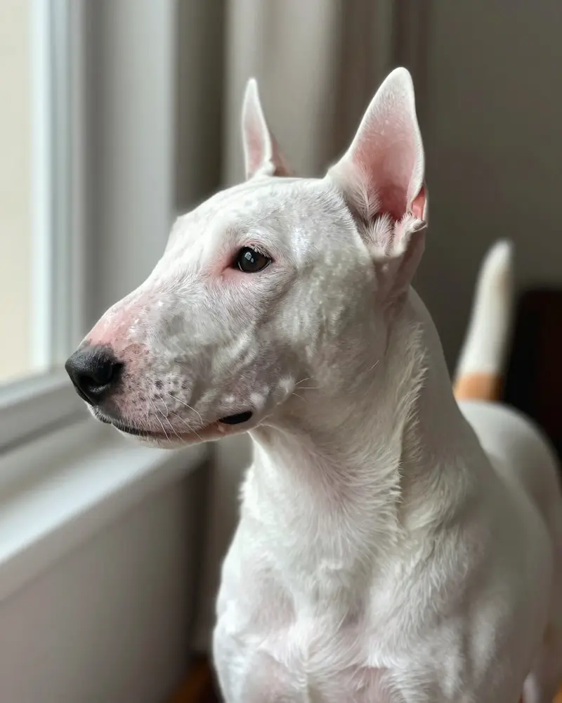 bull terrier miniature, photo 2
