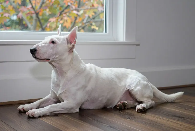 bull terrier miniature, photo 5