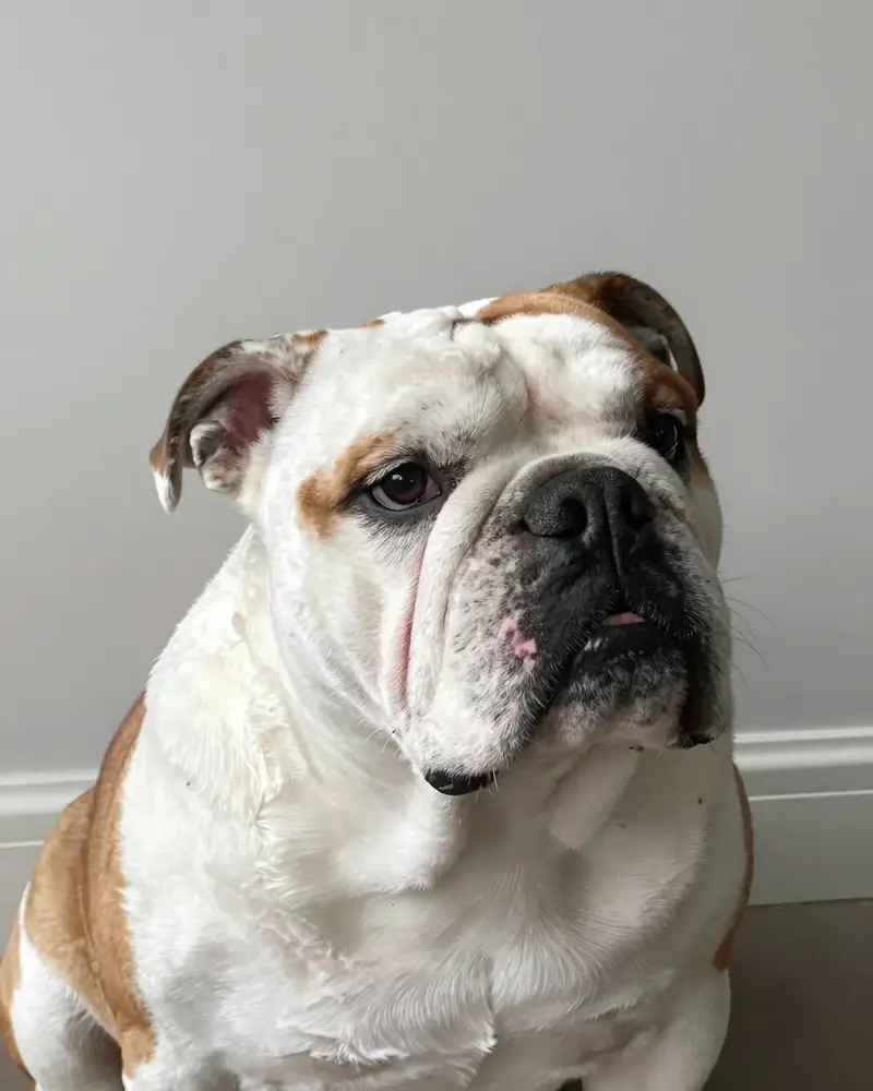 bulldog anglais, photo 2