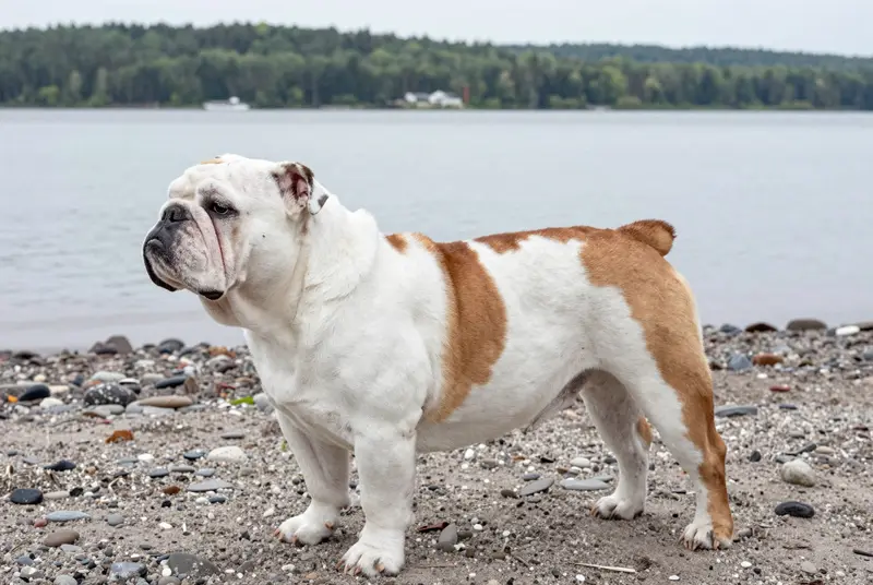 bulldog anglais, photo 3