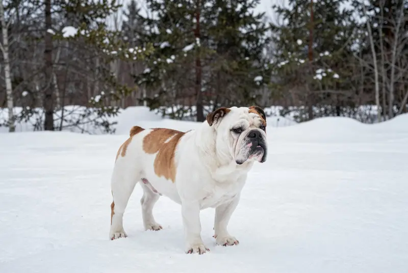bulldog anglais, photo 4