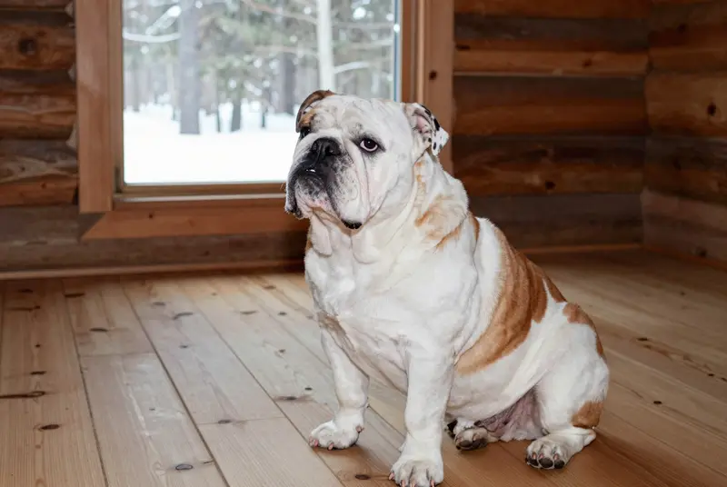 bulldog anglais, photo 5