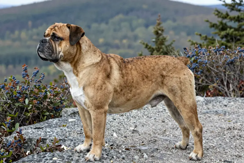 bulldog campeiro brésilien, photo 3