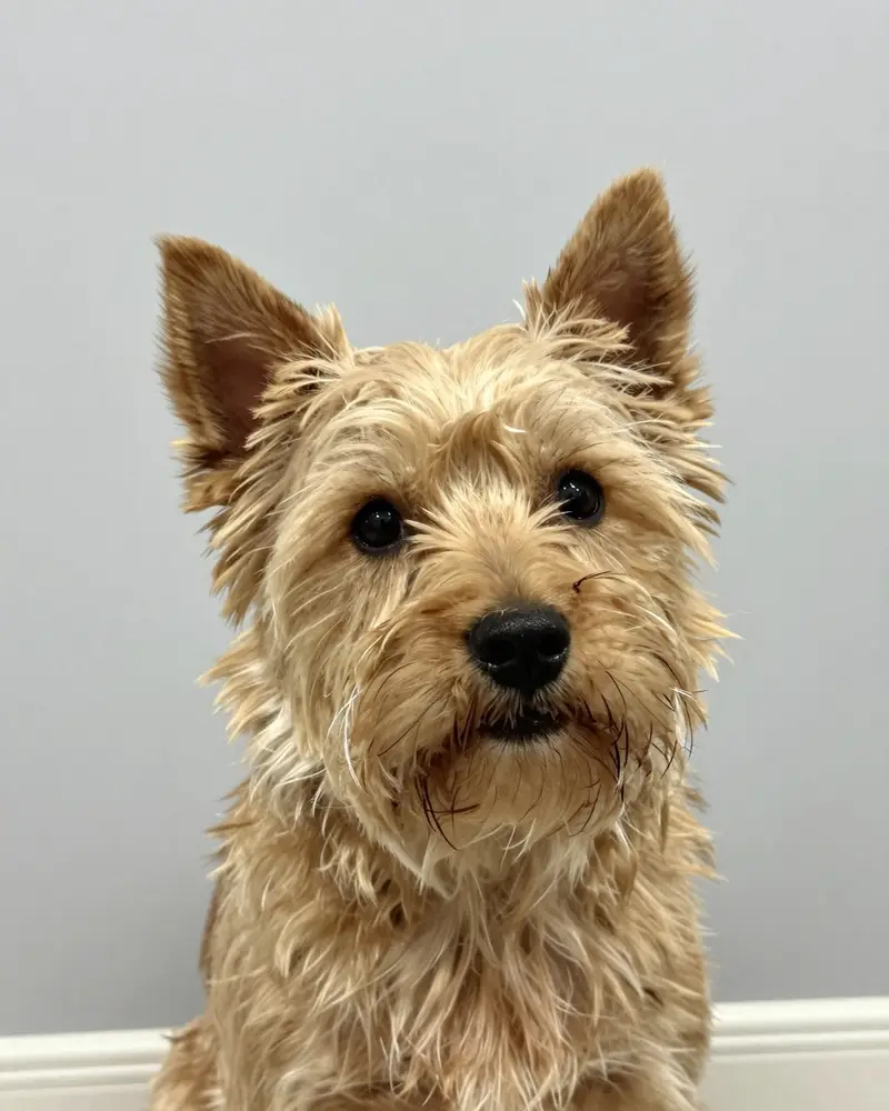 cairn terrier, photo 2