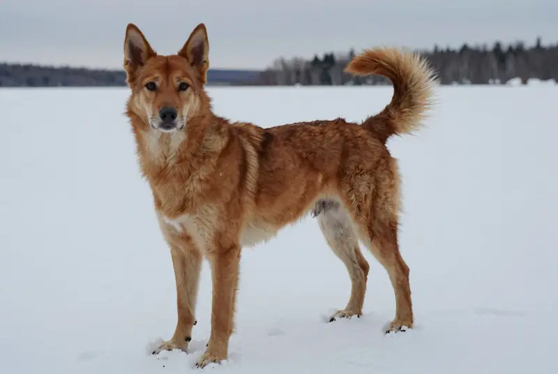 carolina dog, photo 4