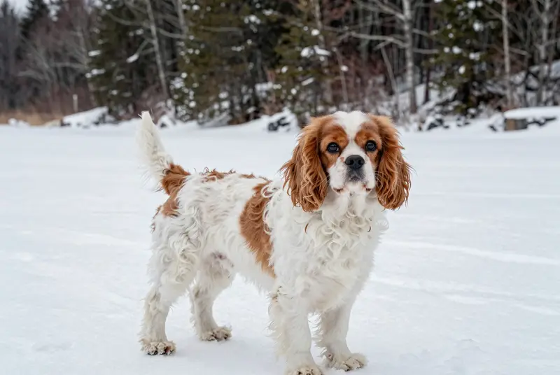 cavachon, photo 3